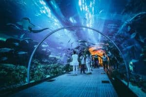 Dubai Aquarium al Dubai Mall