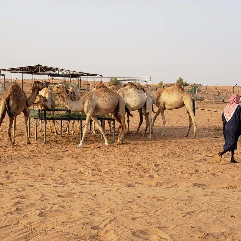 Safari nel deserto di Dubai: i tour più belli